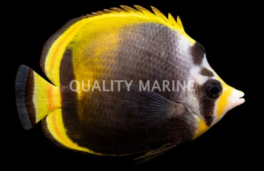 Black Butterflyfish