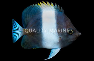 Zoster Butterflyfish