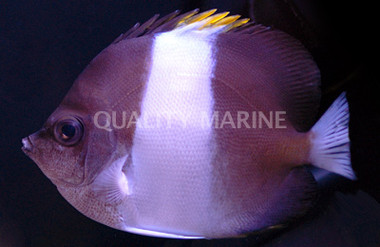 Zoster Butterflyfish