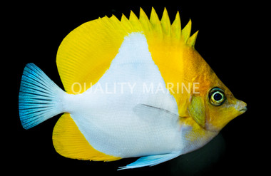 Pyramid Butterflyfish