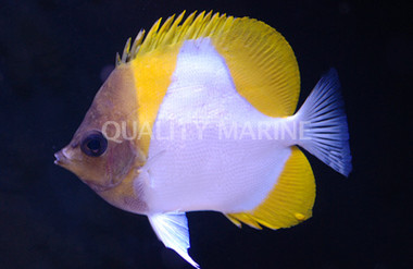 Pyramid Butterflyfish