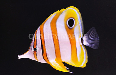 Copperband Butterflyfish 