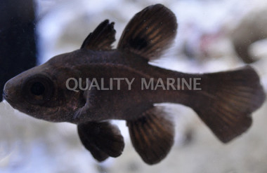 Black Cardinalfish