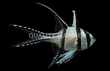 Kaudern's Cardinalfish