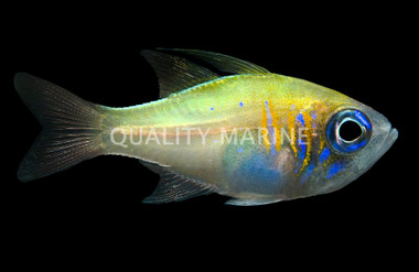 Longspine Cardinalfish