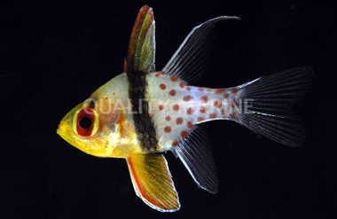 Pajama Cardinalfish