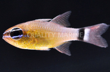 Bandtail Cardinalfish