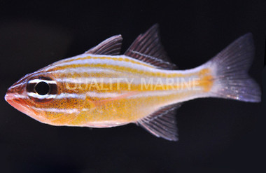 Yellow Striped Cardinalfish