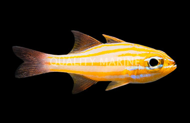 Yellow Striped Cardinalfish