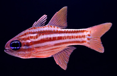 Ochre Striped Cardinalfish