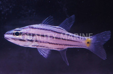 Five Lined Cardinalfish