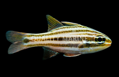 Broadstriped Cardinalfish