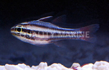Broadstriped Cardinalfish