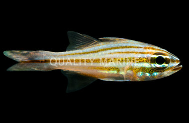Picket Fence Cardinalfish