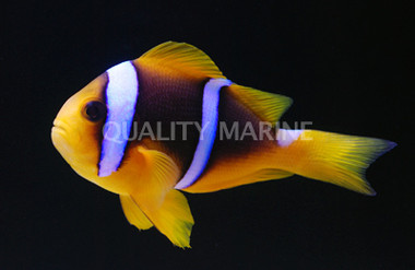Blue Stripe Clownfish