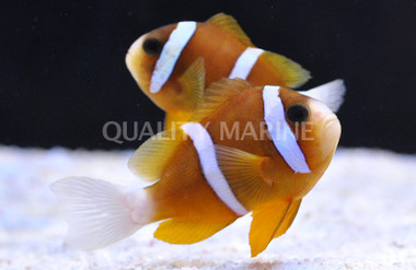 Blue Stripe Clownfish, Pair