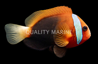 Cinnamon Clownfish