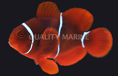 Latezonatus Clownfish