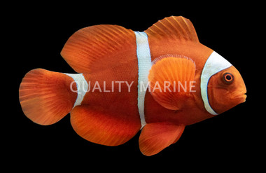 Latezonatus Clownfish