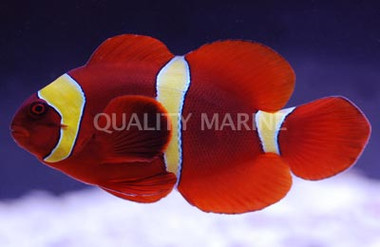 Gold Stripe Maroon Clownfish