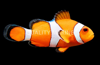 Ocellaris Clownfish