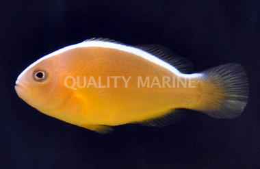 Orange Skunk Clownfish