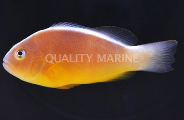 Skunk Clownfish