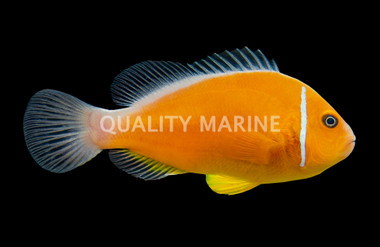 Pink Skunk Clownfish