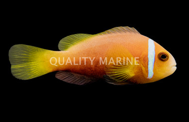 Rose Skunk Clownfish