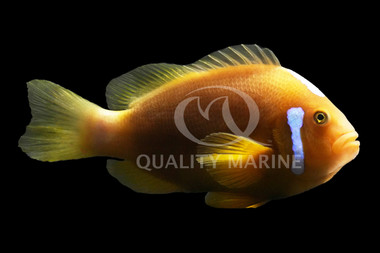 White Bonnet Clownfish