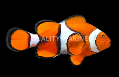 True Percula Clownfish
