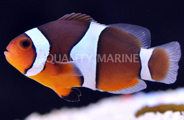 True Percula Clownfish