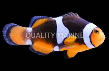 Onyx Percula Clownfish