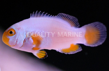 Maine Blizzard Percula Clownfish