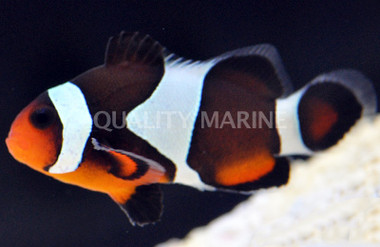 Mocha Ocellaris Clownfish :: 14097