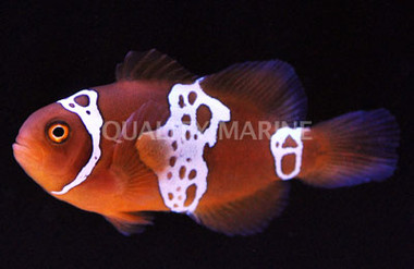 Lightning Maroon Clownfish