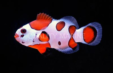 Orange Storm Ocellaris Clownfish