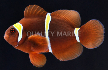 Gold Stripe Maroon Clownfish
