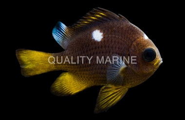 3 Spot Domino Damselfish