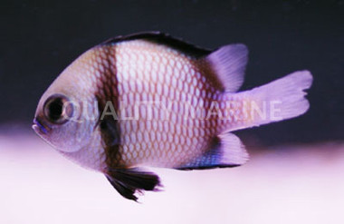 2 Stripe Damselfish