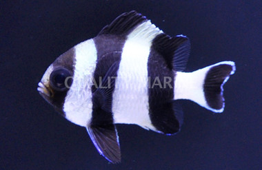 4 Stripe Damselfish