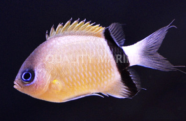Black Bar Chromis