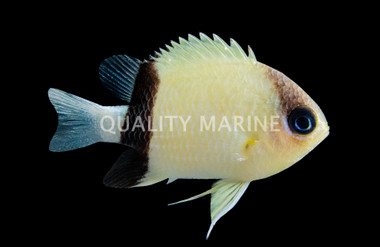 Black Bar Chromis