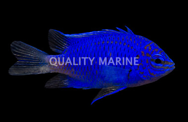 Springer's Damselfish