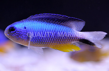 Allen's Damselfish