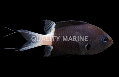Black/White Chromis