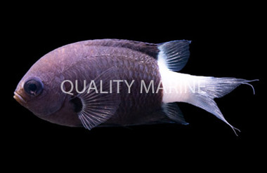 Black/White Chromis