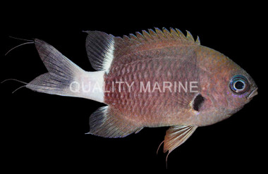 Black/White Chromis