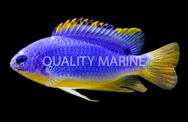 Blue Devil Damselfish