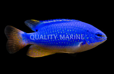 Blue Devil Damselfish